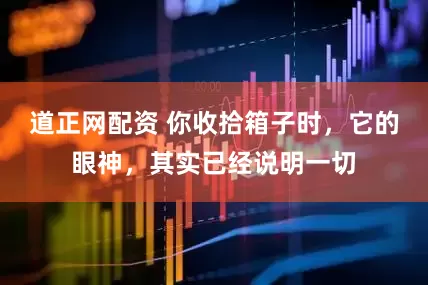 道正网配资 你收拾箱子时，它的眼神，其实已经说明一切